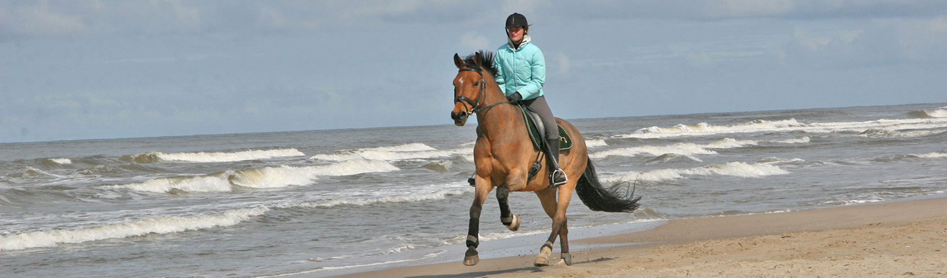 Wendy Maertens - Athletic Horse - Default Header